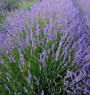 lavanda vendita, vendita lavanda, lavanda per giardino, lavanda per balcone, lavanda offerta, offerte su piante di lavanda, lavanda in vaso, il lavandeto di Assisi, vendita piante di lavanda, lavanda vendita online, 