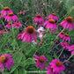 Echinacea little magnus vaso 14, vendita echinacee online, è una pianta perenne appartenente alla famiglia delle Asteraceae. Cresce fino a un'altezza di circa 30 cm e ha fiori rosa-viola che sbocciano in estate. Questa varietà è conosciuta per le sue piccole dimensioni e la sua forma compatta, rendendola adatta per la coltivazione in vaso o in bordure. 