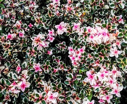 Timo foxley. Timo con bellissime foglie colorate. E' molto  bello in giardino con le sue foglie verdi, e variegate color panna e rosa. P