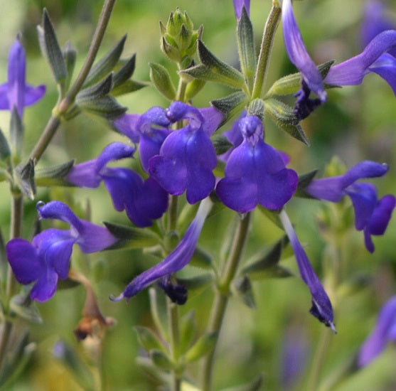 La Salvia greggii 'Blue Note' è una pianta perenne della famiglia delle Lamiaceae, con foglie lanceolate dal colore verde scuro e fiori tubolari di colore blu. Cresce tra 30 e 90 cm in altezza, fiorisce da aprile a novembre e preferisce il pieno sole con tolleranza alla leggera ombra. Adatta a terreni ben drenati, è resistente alla siccità una volta stabilita. Ideale per giardini ornamentali, aiuole e contenitori, attrae api e farfalle, contribuendo alla biodiversità. 