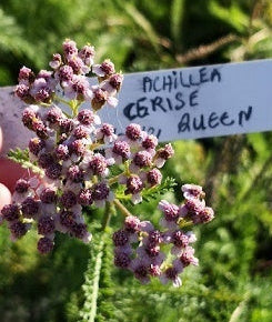 Achillea Cerise Queen è una pianta perenne, un' erbacea ornamentale, un' erbacea perenne,  che ama stare al sole, fiorisce da Giugno fino a Agosto e può raggiungere un'altezza massima di 70 cm.  Achillea Cerise Queen Vaso 14 cm. Vendita piante online