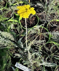 Achillea Clypeolata. cachillea con fiore giallo oro, particolare per il suo fogliame grigio chiaro. L' achillea è un erbacea perenne a bassa manutenzione e molto robusta Vaso 14 
