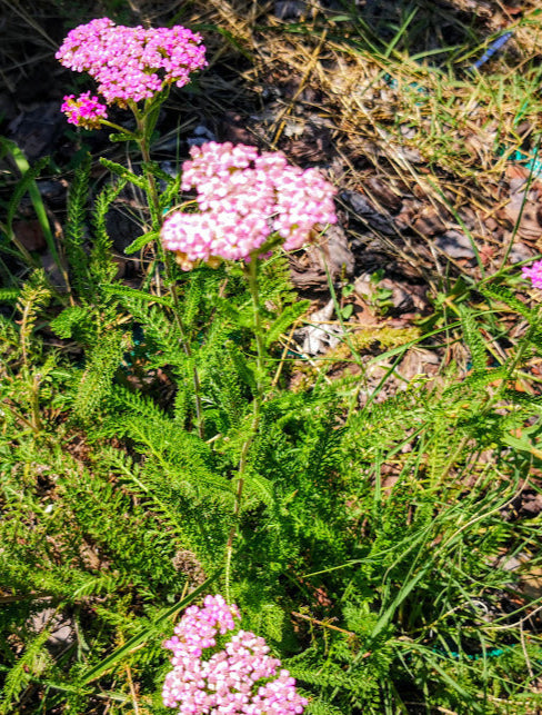 Pianta perenne tappezzante, facilissima da coltivare.   Achillea rosa vaso 14 cm