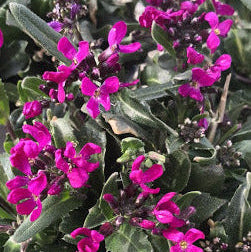 Arabis blepharophylla viola in vendita in vaso 14 cm&nbsp;è una piante perenne ama il terreno Roccioso e il sole, il periodo di fioritura va da marzo a maggio, sbocciando con dei fiori viola, la sua altezza massima è di 15 cm.