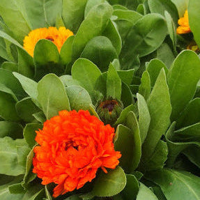 Calendula officinale con fiore colore giallo o arancione. Vaso 14 cm   Le calendule sono piante erbacee perenni che fioriscono anche ad inizio primavera, fino all' autunno,  si riseminano con molta facilità e per questo sono trattate  anche come piante annuali. I fiori di calendula sono edibili, utulizzati per insalate, risotti e vengono usati anche per realizzare pomate, sciampo e  oleoliti e unguenti.