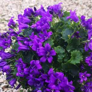 Campanula carpatica blu.  Bellissima piantina perenne tappezzante con fiori a campanella blu. Resiste al sole pieno e al gelo. Fiorisce ad aprile e maggio.  Graziose anche le piccole foglioline. Foglie persistenti anche in inverno. Campanula portenschlagiana vaso 12