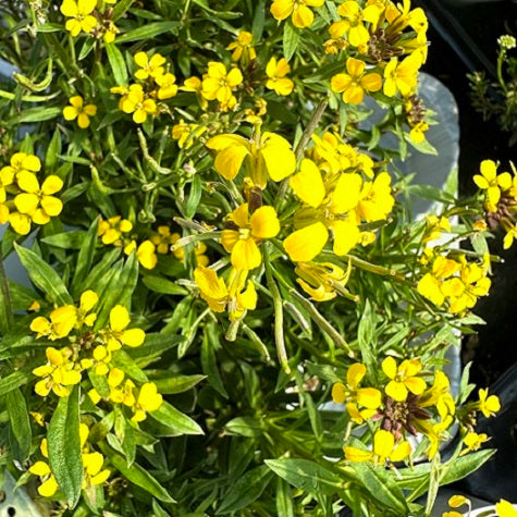Erysimum hybridum – Perenne dai fiori gialli a lunga fioritura