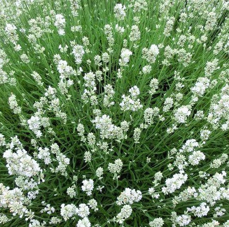 La Lavanda angustifolia 'Arctic Snow' Vaso 14 cm, è una varietà di lavanda caratterizzata da fiori bianchi, di solito molto apprezzati per il loro profumo intenso e gradevole.  La 'Arctic Snow' è una varietà particolare di Lavanda angustifolia, che si differenzia dalle altre per il colore dei suoi fiori e per le sue foglie di colore grigio-argento. La pianta ha un portamento compatto e arbustivo, e cresce fino a raggiungere un'altezza di circa 40-60 cm.