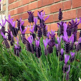 La Lavanda stoechas, conosciuta come lavanda farfalla o lavanda spagnola, è una varietà di lavanda con fiori appariscenti a forma di farfalla. Questa pianta è apprezzata per la sua bellezza ornamentale e il profumo leggermente diverso rispetto alle varietà comuni di lavanda. I suoi fiori attirano api e farfalle, contribuendo all'ecosistema del giardino.