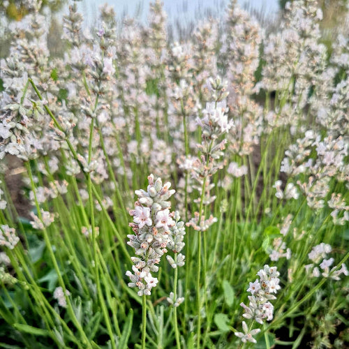 La Lavanda angustifolia "Little Lottie" è una varietà compatta di lavanda con una crescita molto ridotta rispetto ad altre varietà. Questa pianta forma piccoli cespugli con foglie grigio-verdi e produce spighe di fiori blu-viola profumati. Le dimensioni più contenute la rendono ideale per piccoli spazi, bordure o vasi. "Little Lottie" è ampiamente apprezzata per il suo profumo incantevole.  È una scelta perfetta per chi desidera aggiungere un tocco di lavanda in giardini di dimensioni limitate.