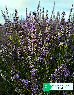 Lavanda intermedia 'Gros Blue'. Cespuglio sempreverde di dimensioni medie, con steli lunghi, colore viola, varietà tipica dei campi di Provenza è molto profumata è adatta anche in vasi abbastanza grandi da mettere in balcone o in giardino bordure meglio se a gruppi di 2/3 Raggiunge 60 di diametro e 60/70 cm in altezza in piena fioritura, è molto profumata, i fiori sono usati per profumare la biancheria ma vanno bene anche per tisane e in cucina, è resistente sia al caldo che al freddo.
