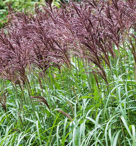 Miscanthus sinensis 'Malepartus' vaso 18.  è una graminacea molto rigoglioso, ama l'esposizione soleggiata, il suo periodo di fioritura va da Agosto a Ottobre e fiorisce con dei fiori argentei-bruni.