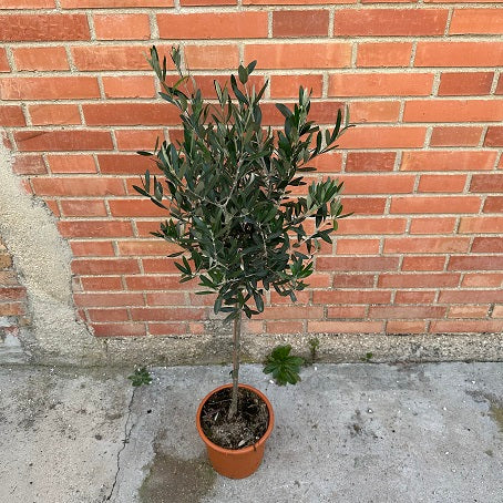 Ornamental olive tree