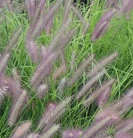 Pennisetum Alopecuroides 'Red Head' Vaso 18 cm.  è una graminacea perenne, ama stare al sole, raggiunge un'altezza massima di 70 cm e fiorisce da Agosto a Ottobre con dei fiori rosso-rosato.
