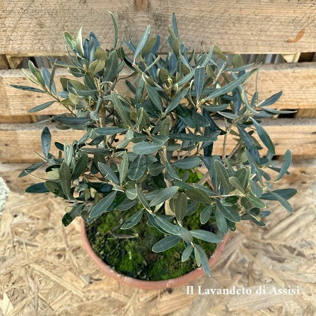 Ornamental olive tree