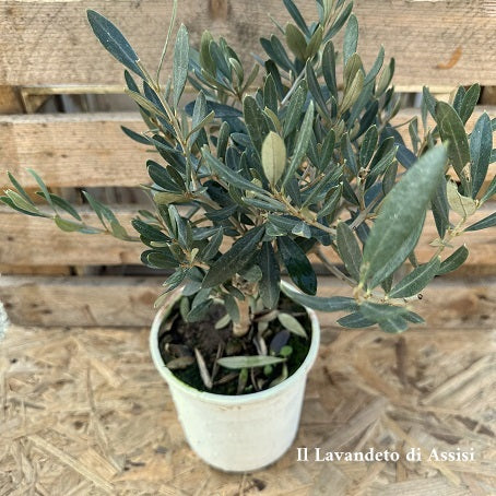 Ornamental olive tree