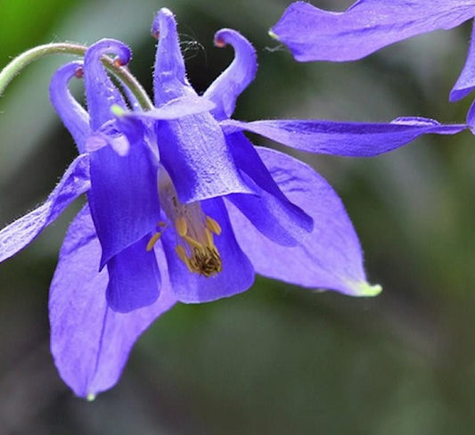  Vendita Aquilegia Alpina Superba è una pianta alpina a bassa crescita, raggiungendo un'altezza di 20-60 cm. Le foglie verdi, divise in segmenti lobati, aggiungono un tocco decorativo. I fiori distintivi hanno speroni allungati e sono di tonalità blu, portati su steli eretti. Fiorisce in primavera/estate, preferisce terreni ben drenati e si adatta a climi freschi. Resistente, può essere coltivata con successo in giardini rocciosi o in contenitori, attrattiva per farfalle e impollinatori.