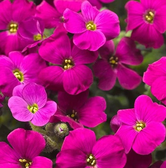 Aubrieta hybrida ‘Audrey Red Purple’ in fiore, pianta tappezzante sempreverde dai fiori rosso-viola per bordure e giardini rocciosi