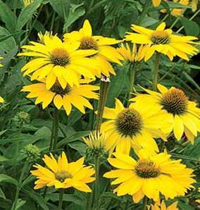 Echinacea Leilani (R), Vaso 15 cm,  Fioritura da aprile a ottobre. Erbacee perenni, rustiche resistenti al caldo e al freddo, perde la parte aerea in inverno. 