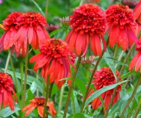 Echinacea hot Papaia Vaso 15, è un' Erbacea perenne, resistente sia al freddo che al caldo, fiorisce da Giugno fino a Novembre di Colore rosso e può raggiungere un'altezza massimo di  60-80 cm.