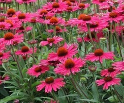 chinacea 'SunSeekers Magenta' Vaso 15.  Erbacea perenne color Rosso Magenta Resistente al freddo e al caldo. Fioritura da giugno a ottobre .