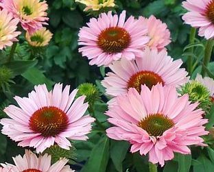 Echinacea purpurea ‘Sunseekers Salmon’ in fiore, perenne dai fiori color salmone per bordure e aiuole soleggiate