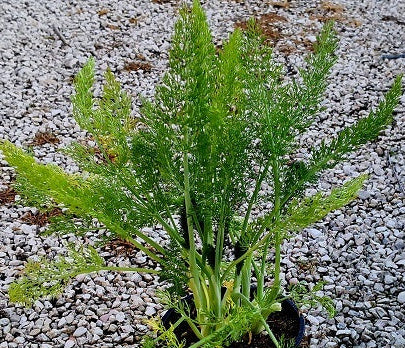 finocchio selvatico finocchietto pianta aromatica foeniculum vulgare coltivazione orto giardino vaso