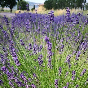 Varietà nata nei nostri campi, cespuglio sempreverde di dimensioni medie, con steli piuttosto corti, colore viola/blu abbastanza acceso,è molto profumata è adatta anche balcone o bordure meglio se a gruppi di 2/3.  Raggiunge cm 50 di diametro e 50 cm in altezza in piena fioritura, è molto profumata, i fiori sono adatti anche per tisane, è resistente sia al caldo che al freddo.  Rifiorente nelle zone miti.   Le lavande odiano i ristagni ma in balcone in estate vanno annaffiate.