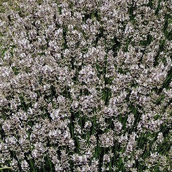 Lavande in offerta.  La Lavandula angustifolia 'Miss Katherine' è una varietà di lavanda apprezzata per i suoi fiori di un vibrante colore rosa. Questa pianta emana il tipico profumo aromatico della lavanda ed è ideale per giardini, bordure e aiuole grazie alla sua bellezza ornamentale. 'Miss Katherine' aggiunge un tocco di colore unico alle aree verdi ed è nota anche per attirare insetti benefici come api e farfalle, contribuendo all'ecosistema del giardino.
