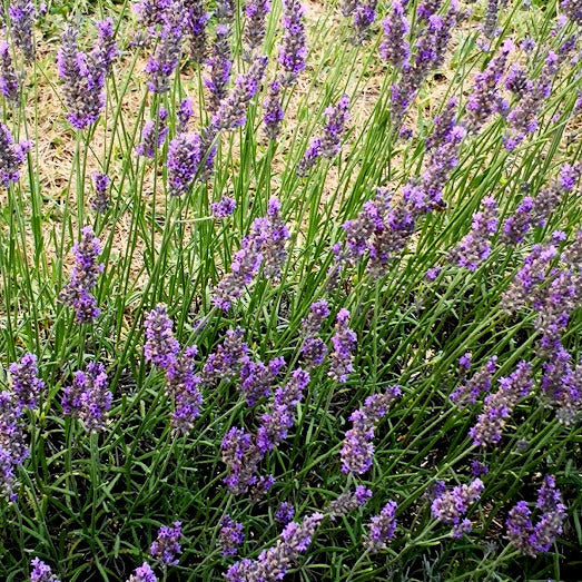 Lavanda intermedia "Abrialis" di 2 anni  Come tutte le lavande pernne e sempreverde. Resiste alla siccità e al gelo. Vive bene sia in vaso che in giardino.   Lavanda intermedia piu' bassa delle altre intemedie Alt. 70 cm in piena fioritura  Fioritura dai primi di luglio. Colore viola. Profumata