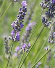 Lavanda intermedia grosso seguret vaso 18  Lavanda intermedia ibrida molto compatta con spighe lunghe viola/blu. altezza cespuglio in pieno sviluppo circa 60 cm, spiga lunga molto profumata. Rustica, resiste sia alla siccità che al gelo. Vaso 18 cm o tolta dal campo a radice nuda da ottobre