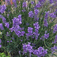  La Lavandula angustifolia 'Folgate' è una varietà di lavanda apprezzata per i suoi fiori di un colore blu-viola intenso e il suo profumo ricco e rilassante. Lavanda pianta, lavanda pianta offerta. vendita lavanda online. Questa pianta compatta cresce fino a circa 45-60 centimetri di altezza ed è ideale per giardini e bordure grazie alla sua resistenza e alla facilità di coltivazione. 