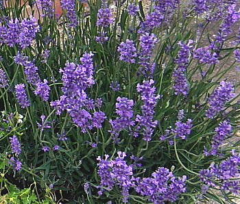  La Lavandula angustifolia 'Folgate' è una varietà di lavanda apprezzata per i suoi fiori di un colore blu-viola intenso e il suo profumo ricco e rilassante. Lavanda pianta, lavanda pianta offerta. vendita lavanda online. Questa pianta compatta cresce fino a circa 45-60 centimetri di altezza ed è ideale per giardini e bordure grazie alla sua resistenza e alla facilità di coltivazione. 