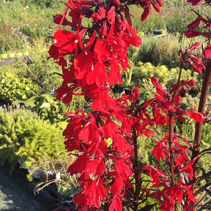 Vendita Lobelia Fan Scarlet in vaso 14 cm,  è una varietà di lobelia annuale con fiori di un vibrante colore scarlatto. È una pianta ideale per aggiungere un tocco di colore rosso brillante ai giardini e alle composizioni floreali.