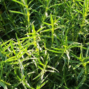 La mentha cervina in vendita vaso 14 cm,  è una varietà di menta con foglie strette e lanceolate dal delicato aroma mentolato. Cresce fino a 30-60 cm di altezza e produce fiori rosa-lilla durante l'estate, attraendo gli insetti impollinatori. È utilizzata in cucina per insaporire tè, bevande fredde, insalate e piatti di carne, ed è apprezzata anche in erboristeria per le sue proprietà digestive e calmanti.