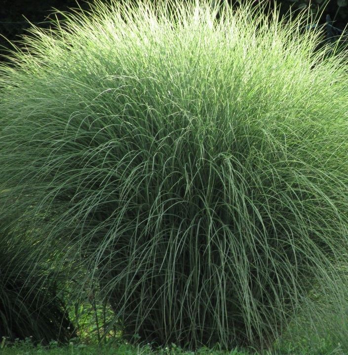 miscanthus morning light graminacea ornamentale sinensis fogliame sottile bordure giardino coltivazione