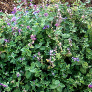 Nepeta Faassenii six hills giant è una pianta perenne, con foglie grigie e profumate; E'  una delle nepete più alte infatti  cresce fino a circa 70 centimetri; fiorisce continuamente da primavera a fine autunno  con  molti  fiori sulla tonalità del lilla/blu , ama stare al sole o in mezz'ombra. Può essere usata per bordura di media altezza.