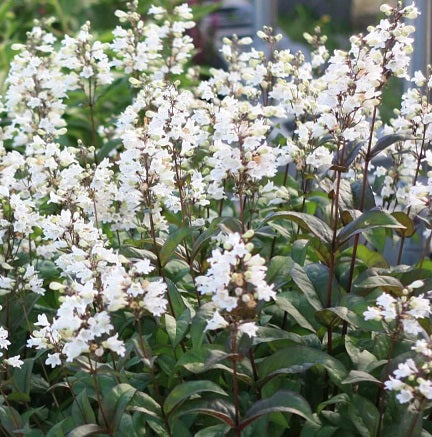  Il Penstemon digitalis 'Husker Red' è una varietà di Penstemon con fogliame distintivo di colore rosso-borgogna e fiori bianchi a forma di campana. Con un'altezza che varia tra 60 e 90 centimetri, questa pianta perenne è ideale per giardini perenni e bordure. La sua combinazione di fogliame vivace e fiori eleganti offre un contrasto visivo affascinante. Prospera in posizioni soleggiate o a mezz'ombra parziale e richiede terreni ben drenati. 
