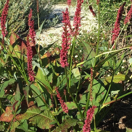 Vendita  Persicaria amplexicaulis 'Firetail'  in vaso 28 cm,è una pianta perenne nota per la sua fioritura vivace. Le sue spighe fiorite lunghe e strette sono di un rosso intenso e emergono in estate e autunno. Con un portamento eretto e foglie verde scuro, raggiunge un'altezza di circa 60-90 cm. Adatta per bordure e aiuole, richiede luce solare o ombra parziale e un terreno ben drenato. La 'Firetail' è ampiamente apprezzata per il suo impatto visivo nel giardino.