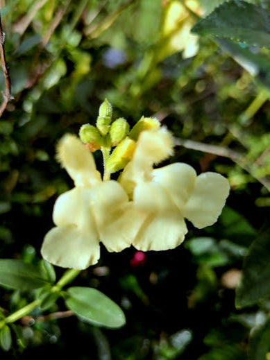  Vendita Salvia 'Yellow' in vaso 14 cm, è una varietà di salvia caratterizzata da fiori di colore giallo brillante, che aggiungono un tocco vivace al giardino. Con fogliame verde scuro, questa pianta compatta raggiunge generalmente un'altezza di 30-60 cm. Ama il pieno sole, richiede terreno ben drenato e fiorisce in primavera ed estate, attirando api e farfalle. Ideale per giardini perenni, bordure o contenitori, richiede una manutenzione moderata per una fioritura continua.