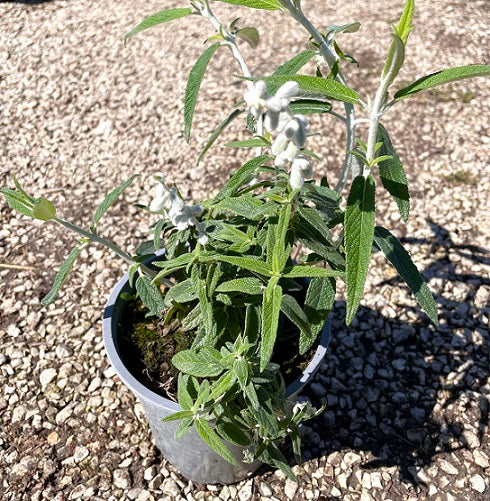 Salvia ornamentale che ama stare al sole, fioritura prolungata da Aprile fino a Novembre;ha bisogno di poca acqua.  Fioritura di colore bianco.
