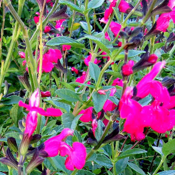 La Salvia microphylla 'Cerro Potosi' è una varietà di salvia compatta e arbustiva. Cresce fino a circa 60-90 cm di altezza e produce spighe di fiori tubolari, spesso di colore rosso o rosa, durante la stagione di fioritura. Le foglie sono piccole, ovali e di colore verde scuro. Questa varietà è adatta per aiuole, bordure e giardini rocciosi, e prospera in posizioni soleggiate o parzialmente ombreggiate.