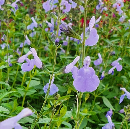 Salvia microphylla ‘Delice Aquamarine’, pianta ornamentale rifiorente con fiori azzurro acquamarina