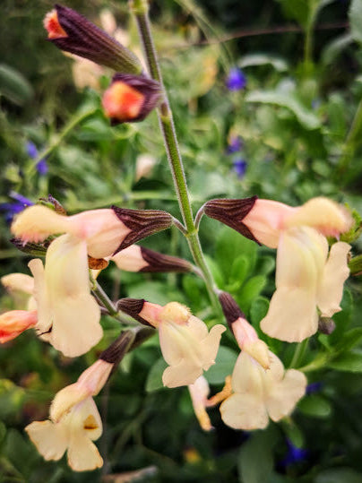 Salvia microphylla "Melen" in vendita è una pianta perenne a forma di cespuglio con piccole foglie ovali verde semi-persistenti e molto profumate. Fiori color crema scuro, con sfumature di rosa tenue,   da maggio a novembre. Esposizione pieno sole o mezz' ombra, sopporta periodi di siccità, rustica -12°C.. Altezza e 50-70 cm. Va spuntata spesso in quanto i fiori crescono sull' altezza dello stelo. Consigliamo in luglio/settembre/marzo. 