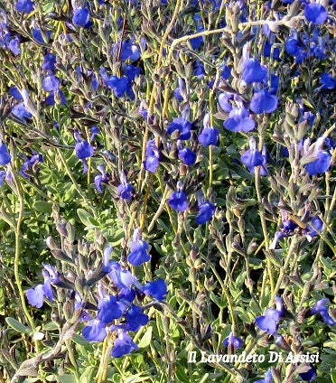 La Salvia 'Chamaedryoides' è una varietà di salvia caratterizzata da foglie grigio-verdi e fiori di un vibrante blu intenso. Con un portamento compatto e mounding, questa pianta forma cuscini di fogliame decorativo, aggiungendo un tocco di colore e aroma ai giardini. Apprezzata per la sua resistenza e adattabilità, è ideale per aiuole e bordure.
