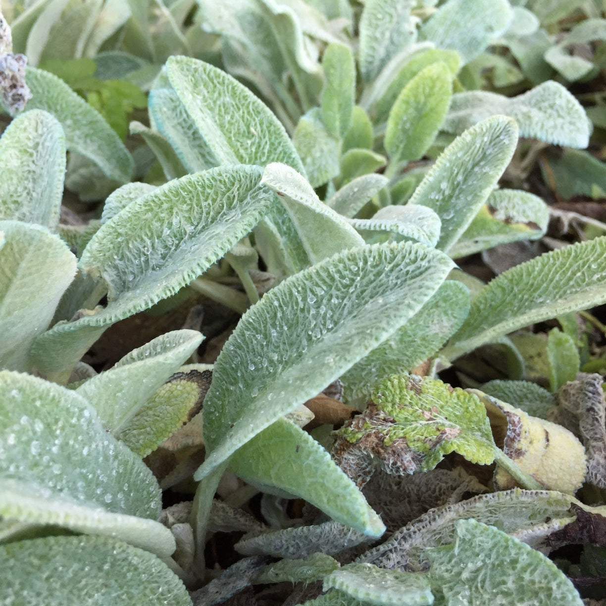 Stachys lanata 'Byzantina', pianta per giardino con foglie argentate e fiori viola. Acquista online con spedizione veloce