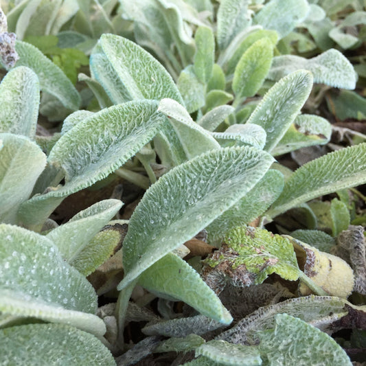 Stachys lanata 'Byzantina', pianta per giardino con foglie argentate e fiori viola. Acquista online con spedizione veloce